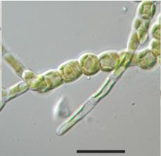 Heterococcus viridis